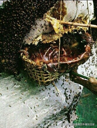 各式蜂巢,各种各样的蜂窝