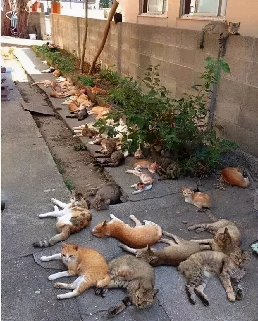 猫薄荷为什么会让猫神魂颠倒,猫薄荷到底有多吸引猫