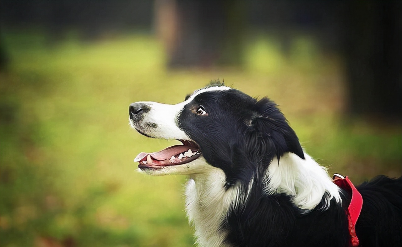 边牧口气臭要怎么办,边牧口臭