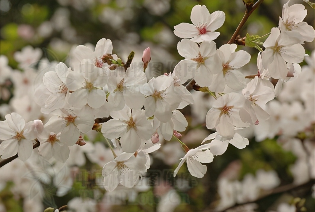 还记得13年前的樱花吗,以前的樱花对比现在的樱花