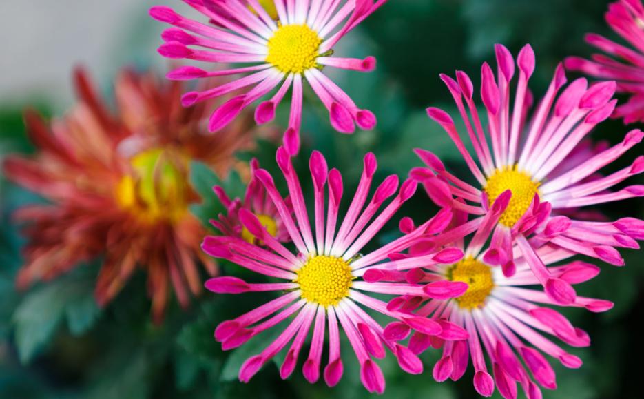 黄花不负秋上联,黄花不负秋立冬有收获