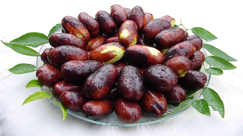 宁夏特产滩羊肉介绍,宁夏特产发菜