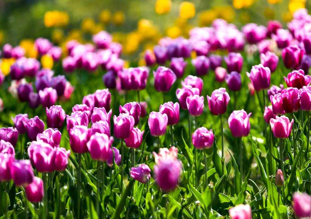 时光清浅秋意阑珊,时光清浅浮世清欢