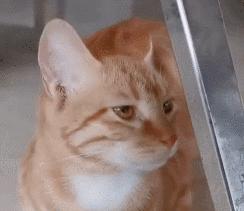 店老板养的猫咪,小卖部老板养了一只招财猫