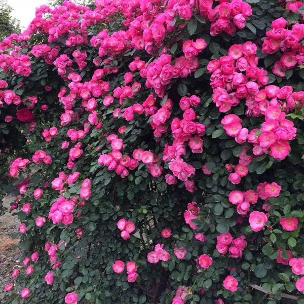 最适合做花墙的四季开花藤本月季,适合做花墙的藤本月季推荐