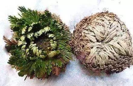 农村小野草“九死还魂”,缺水成枯草,遇水就复活,如今成高档货