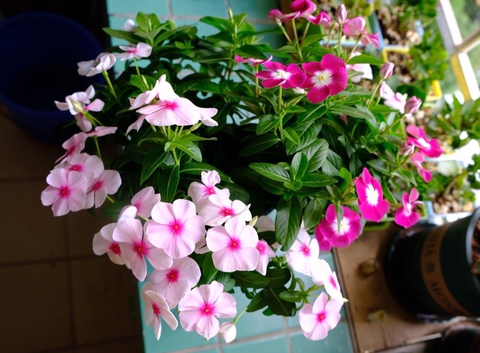 养长春花注意几点细节全年开花,长春花花期需要施肥吗施什么肥好