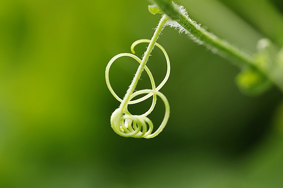 扫落叶优美诗句,扫落叶的诗句