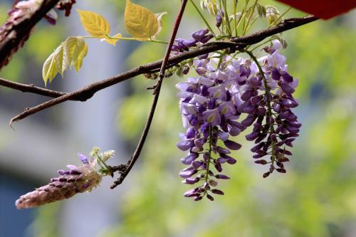 喜欢养花，就养一株紫藤，花美藤也美，一片浪漫的粉紫色太美了