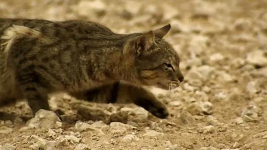 猫咪脚上有伤口得把毛全剃了吗,猫咪冬天剪毛发会感冒么