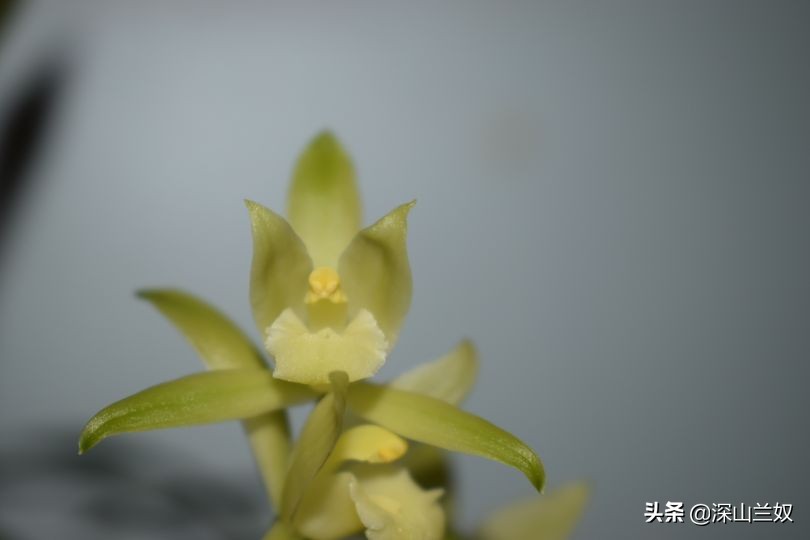 养兰花有必要用兰菌灵,养兰花会中毒吗