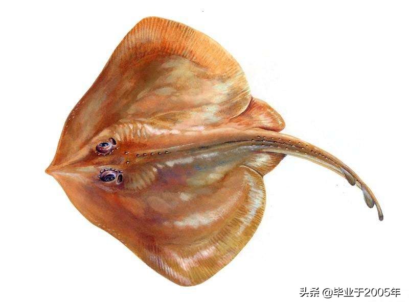 辽宁的水产品有哪些,辽宁常见的鱼