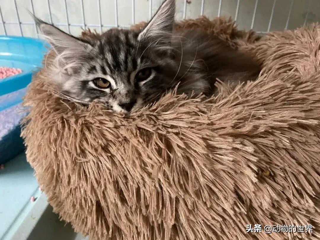 在网上买400多的缅因可以吗,一万多买的缅因猫死了