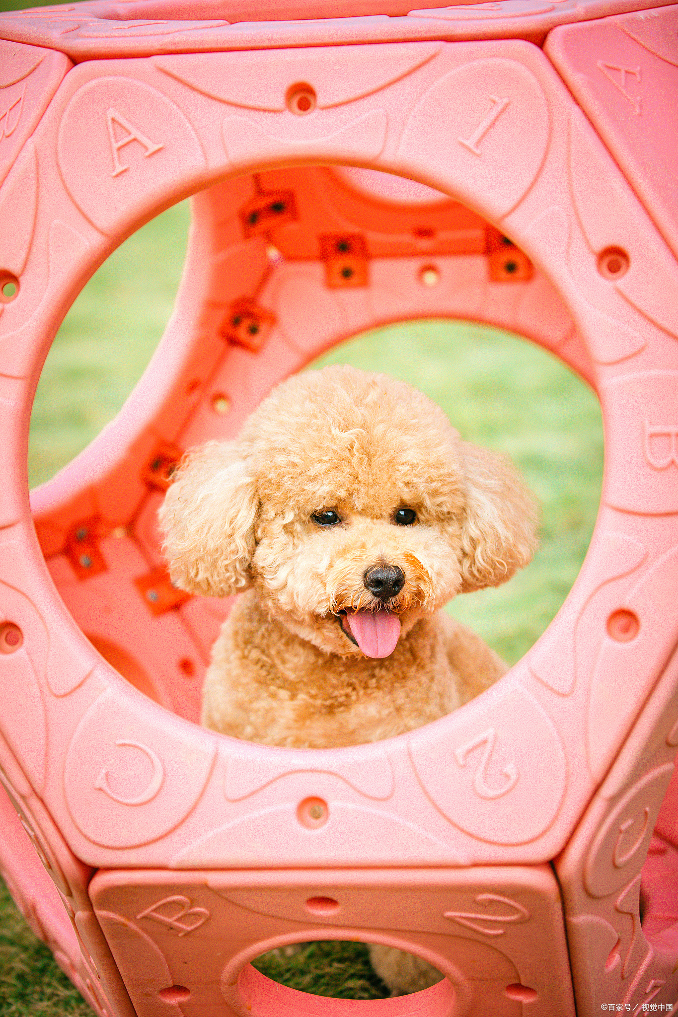 养泰迪狗狗基本常识,泰迪狗狗怎么养更健康一点