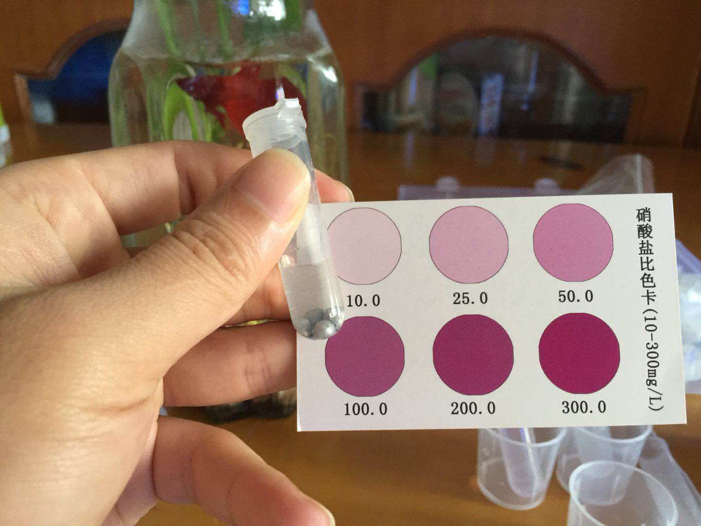 只要一点水就可以养活的植物,绿萝养斗鱼