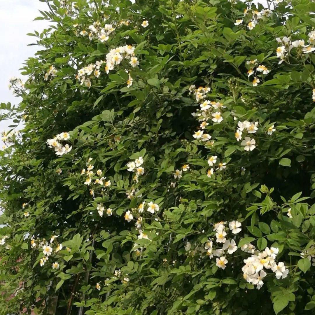 买花实用小技巧有哪些,买花怎么不会入坑