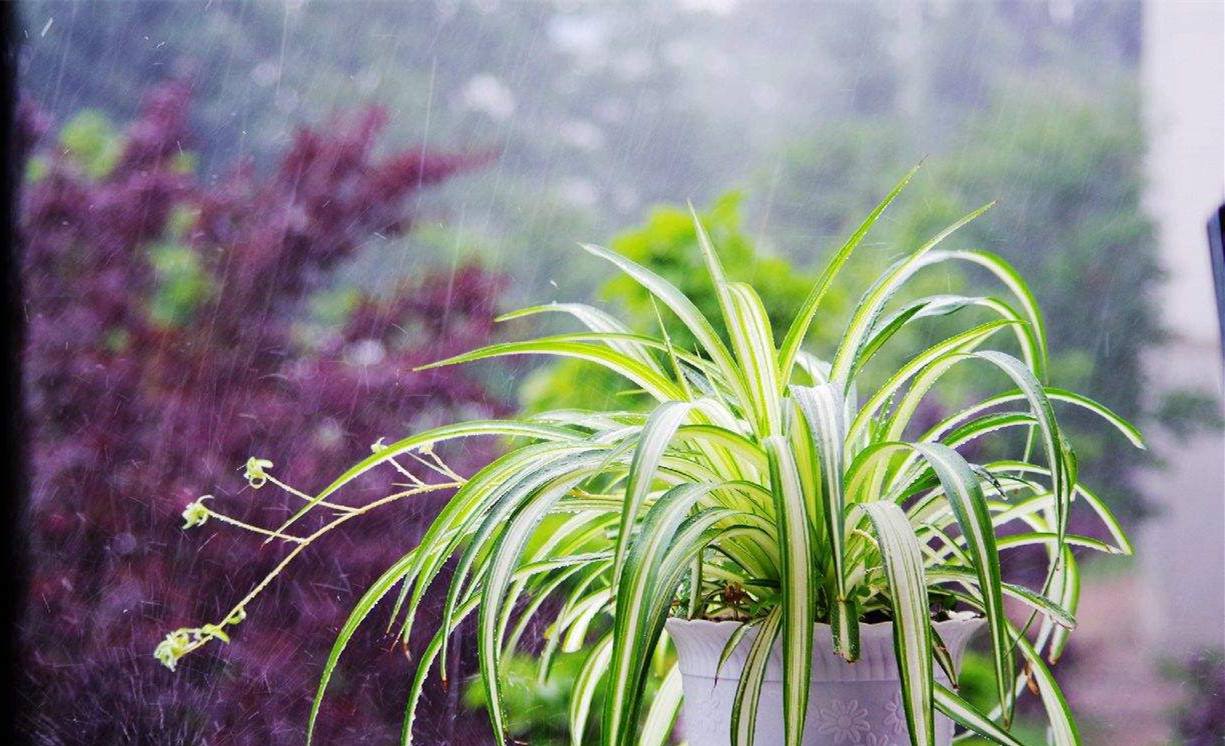 适合放在楼梯角落的植物,适合摆客厅角落的大型植物
