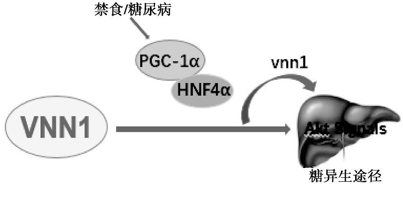 有关于生酮饮食的文章,生酮饮食治疗儿童癫痫成功率高吗