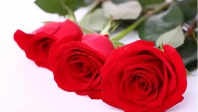 每天学习一点点各种花代表的花语,每天学习一朵花知识