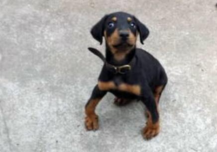 狗狗缺钙后腿无力多久才能恢复,狗狗长期缺钙会怎么样