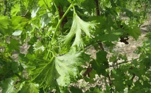 根结线虫病害及治疗方法,根结线虫危害全过程