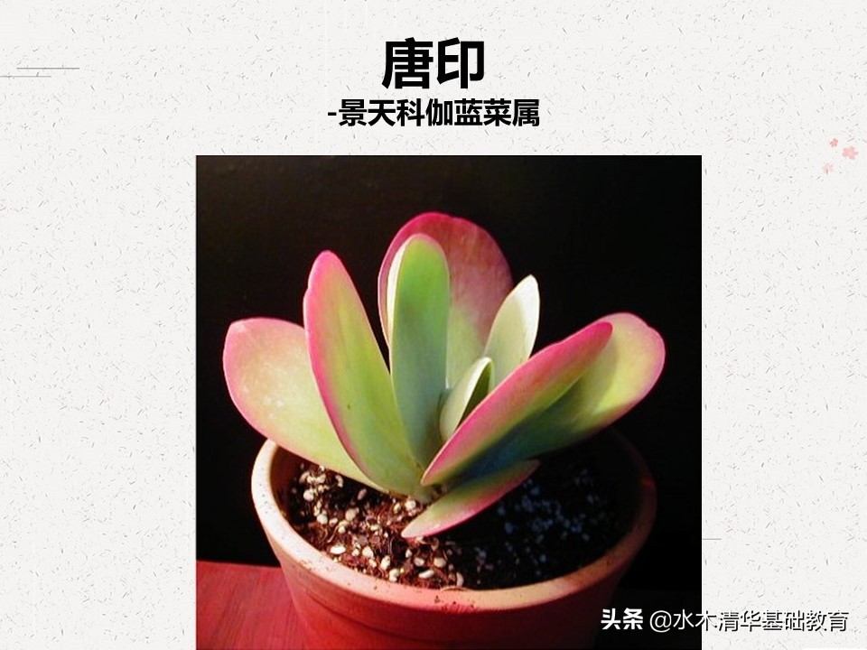 梦幻女王多肉植物百科图谱,原产地多肉植物图谱pdf