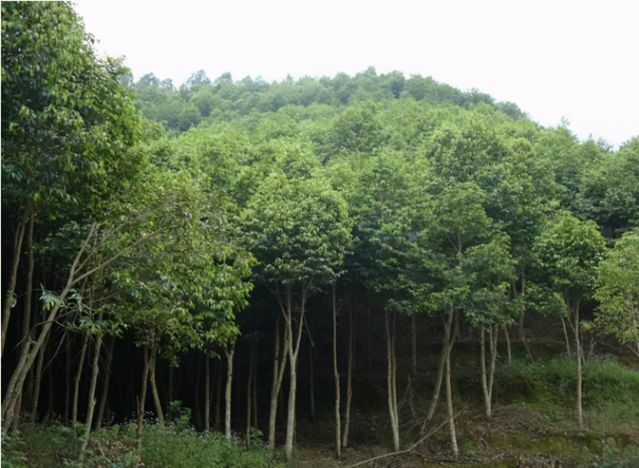 此物便是沉香树,牢记面貌,如若遇见,好好保护,实在太珍贵了