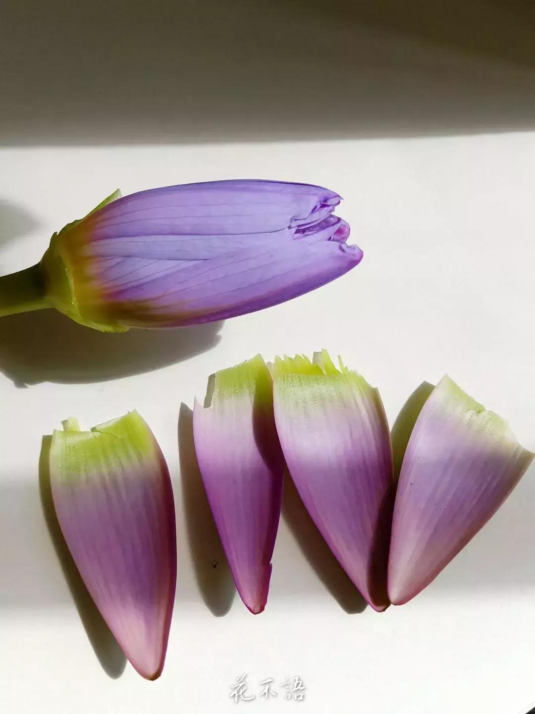 睡莲9月的养护,睡莲的养护方法文字