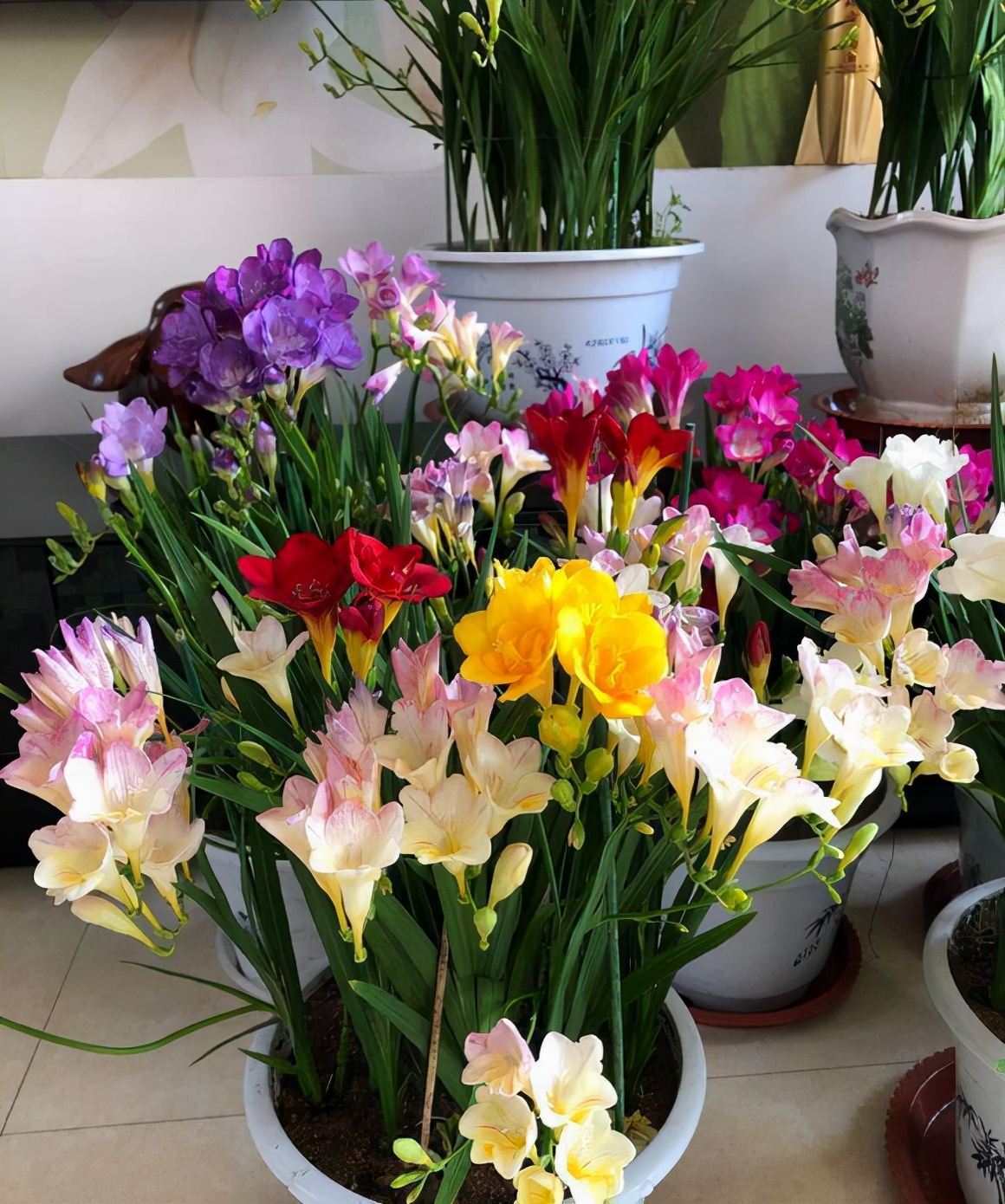 哪些种球适合春天栽种,冬季种百合种球能开花吗