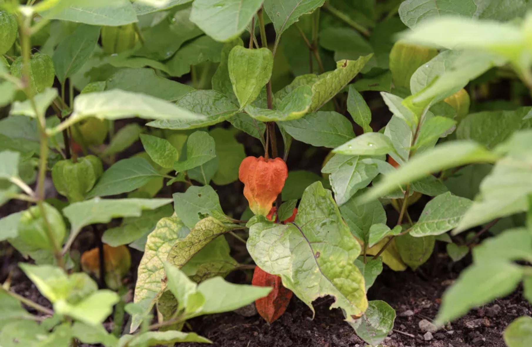 充满活力阳光的花,20种需要阳光的花