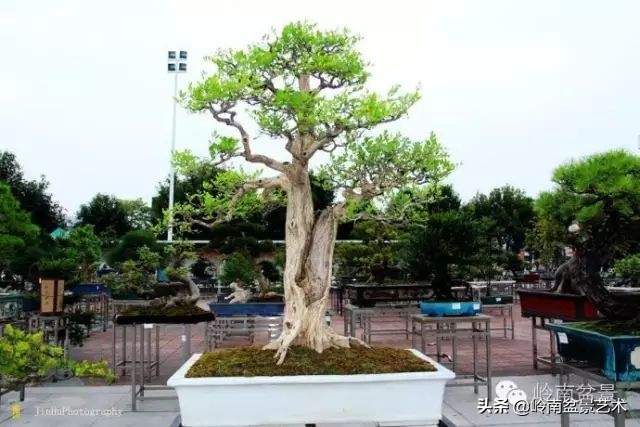 黄圃镇花店,花乡花卉绿植区