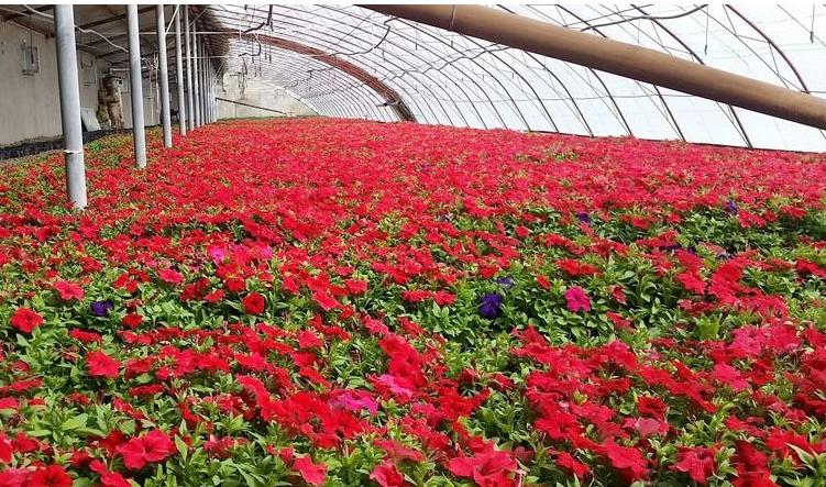 吴家洞村的苗木上开出致富花，还带领村民致富，村民年入百万