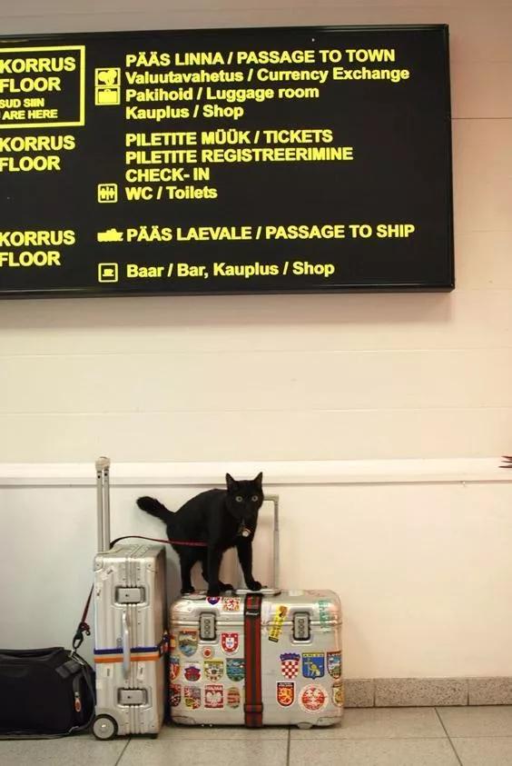 拥有“私家园林”，游遍世界各地，这些猫咪的生活太让人羡慕了吧