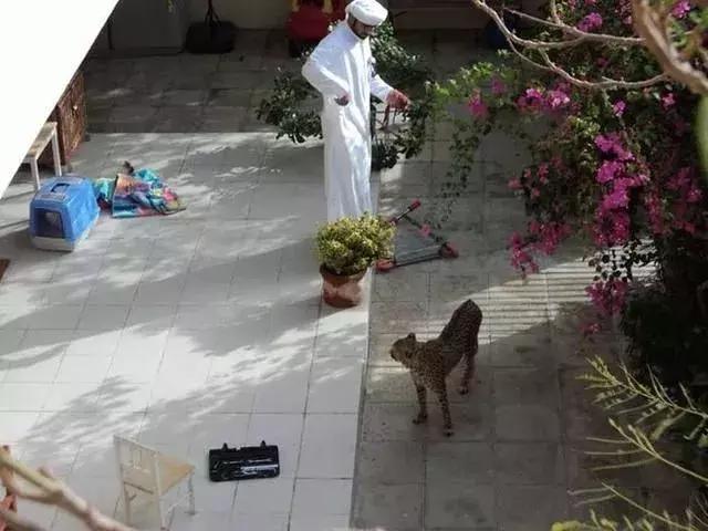 迪拜到底多有钱呢,迪拜土豪来中国给小费