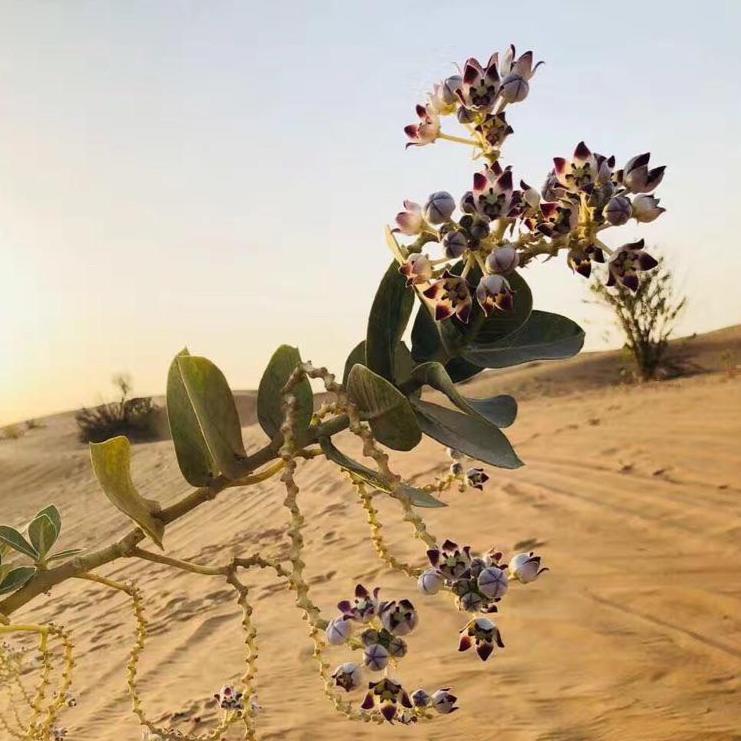 “割礼”惨无人寰的陋习,*害迫**着女性身体,震撼人心《沙漠之花》