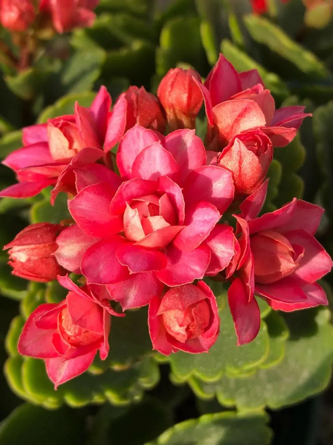 长寿花单瓣品种大全,长寿花100种颜色图片