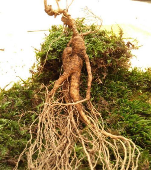 现在人参和古代人参,中国人参文化介绍