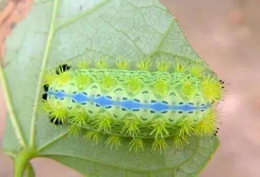 着它蛰一下火烧火燎，你印象中满身带刺的“火辣子”妈妈是谁