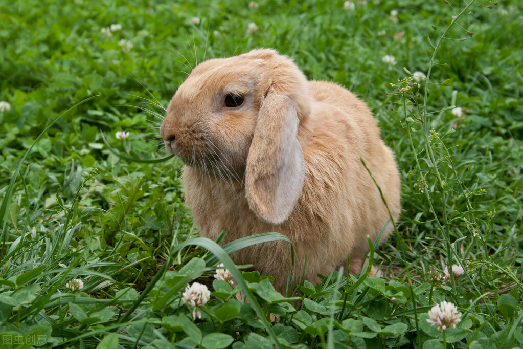 兔子吃什么蔬菜,兔子吃什么蔬菜最好养活