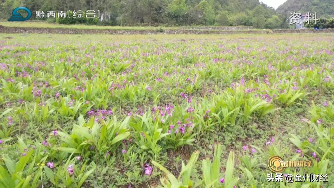 「财富故事」安龙：5000亩白及喜获丰收亩产达6000斤