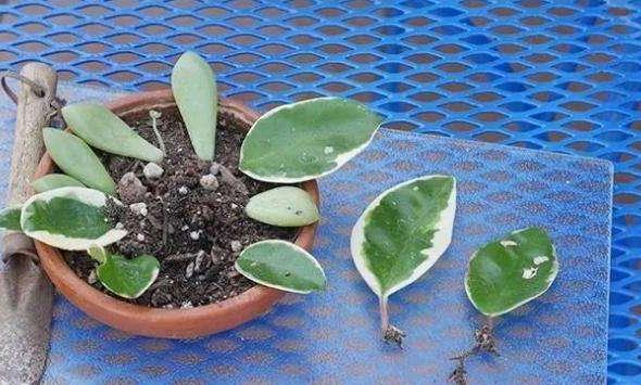 盆栽球兰花的养殖方法,花卉球兰的养殖方法和技巧