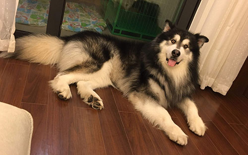 母狗闹狗的症状有哪些,狗闹狗有什么表现