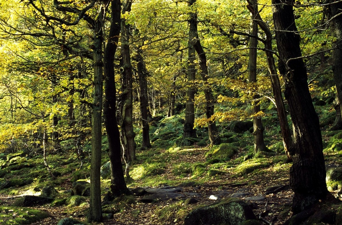 林木采伐怎么办理,耕地上树木采伐需要什么手续