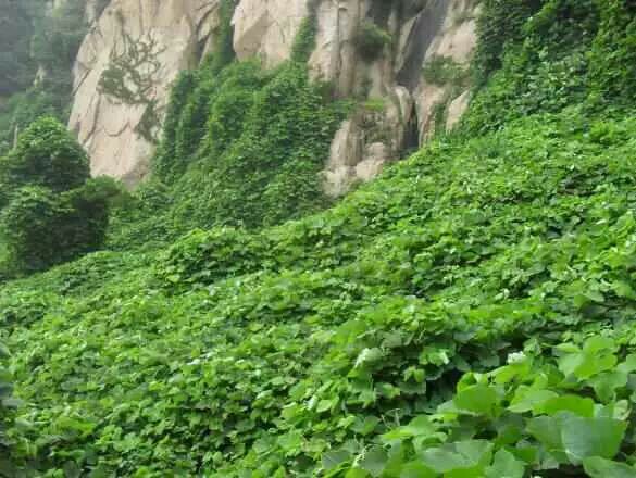 纯天然野生的葛根,野生葛根全株图片