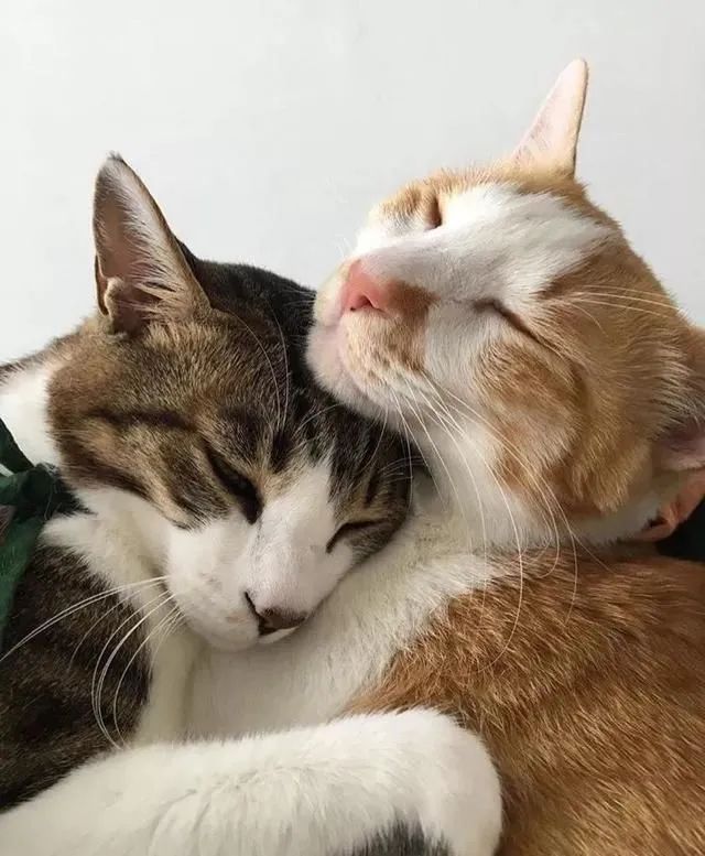 猫咪发情了怎么办?做好这几点,你也是个专业的铲屎官