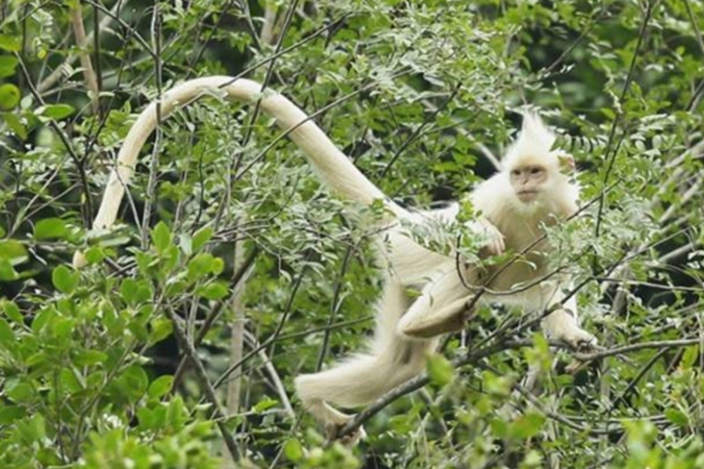 神农架天燕滑雪场自驾游攻略,神农架天燕滑雪场门票多少钱
