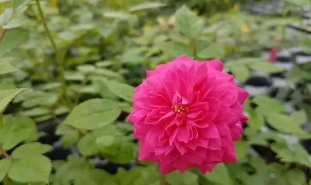 100种玫瑰花品种大全,玫瑰花有哪些品种大全