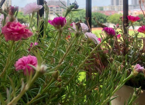 养花怕积水怎么办,养花怕黄叶怎么办