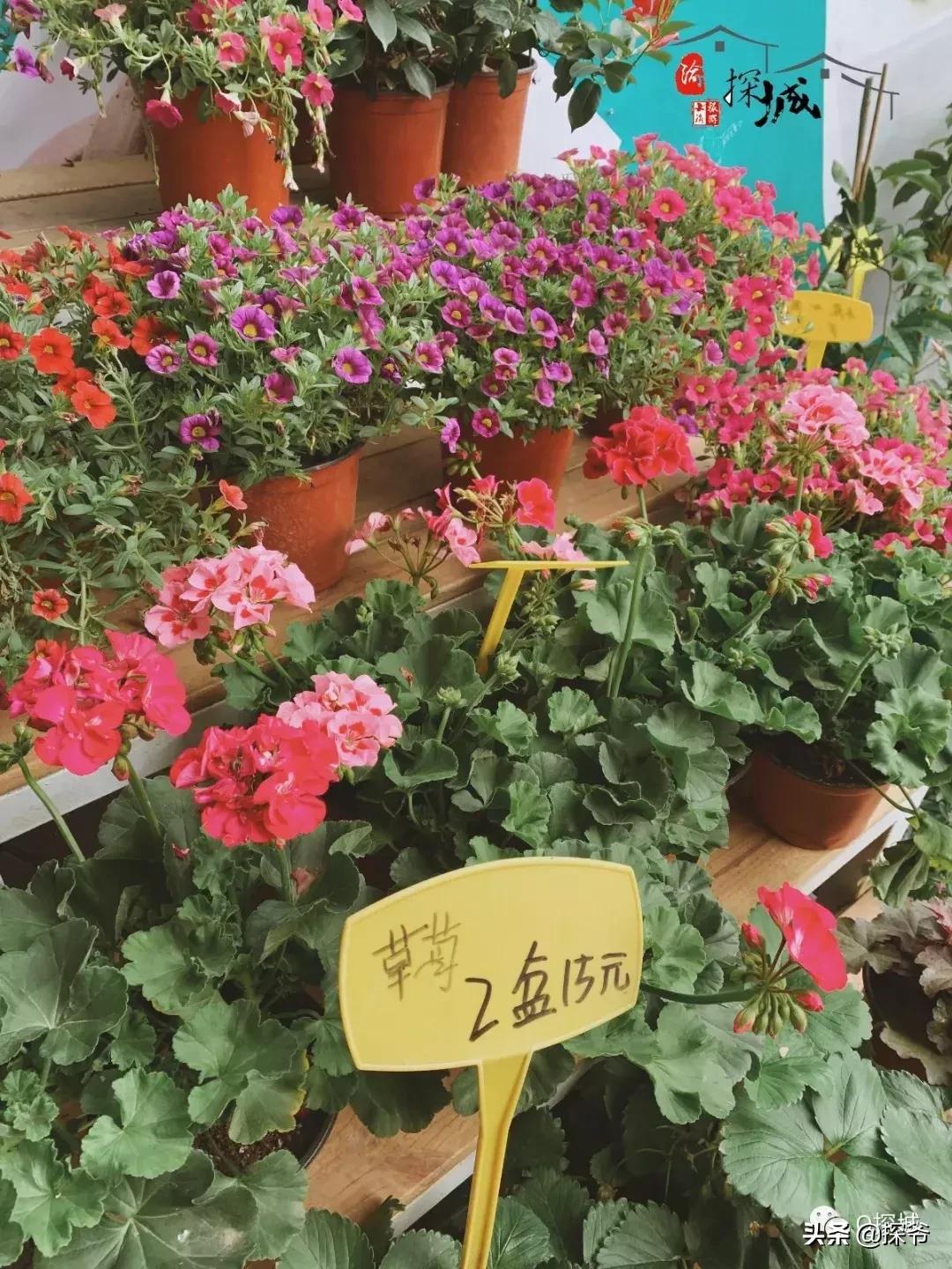 适合遛娃的地方重庆绿色星球,重庆150米神秘花园