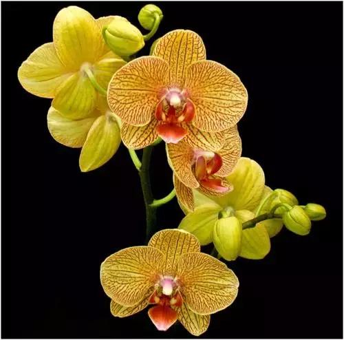 中国兰花名品介绍与欣赏,盆栽极品兰花喜迎新春